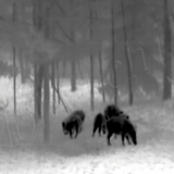 Тепловизоры Pulsar Quantum XQ19 / XQ38 / XQ50 — что нового, отличия